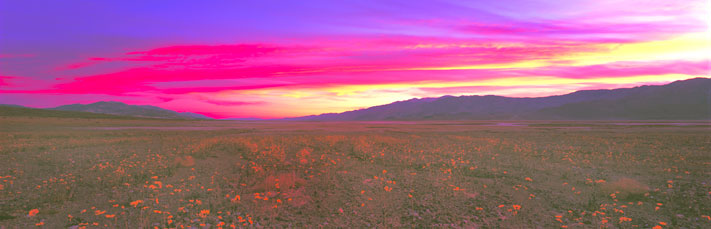 Panoramic Landscape Photography Brilliant Sunset Over Golden Buttercups, Death Valley